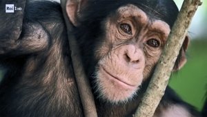 Poster for Archaeological Museum of Naples, the Bueno Fonteno caves, the stamped steak