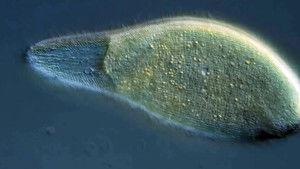 Poster for Unsolved Mysteries of the Microcosmos