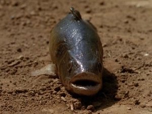 Poster for Lungfish