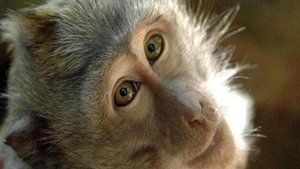 Poster for The world of monkeys Poster for The world of monkeys