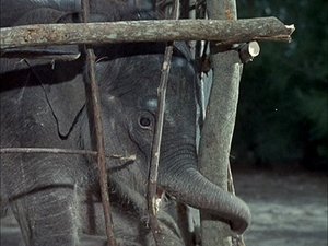 Poster for Flipper and the Elephant (1)