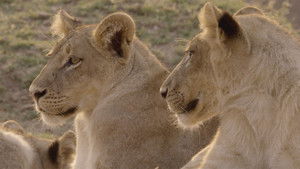 Poster for The Trials of Olimba