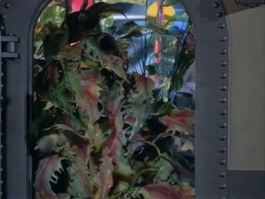 Poster for The Plant Man
