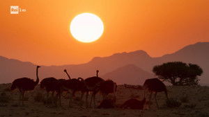 Poster for Behind the scenes of the BBC animal series