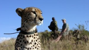 Poster for The Cheetah Orphans