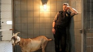 Poster for Goats, Snakes, and Dogs