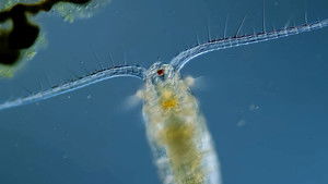 Poster for Copepods: The Diatom-Devouring King of Plankton