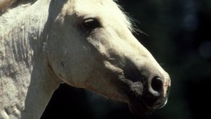 Poster for Cloud: Wild Stallion of the Rockies