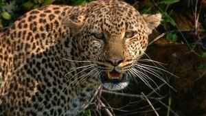Poster for Revealing the Leopard
