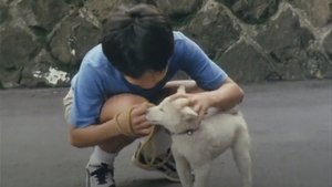 Poster for The Dogs Have A Time Bomb
