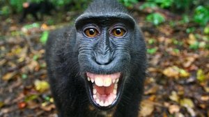 Poster for The Funkiest Monkeys