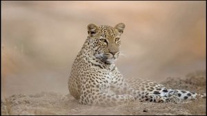 Poster for The Leopard Who Changed Her Spots