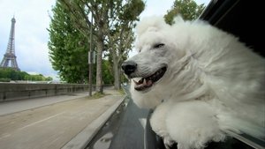 Poster for Pets: Wild At Heart: Secretive Creatures