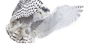Poster for Magic of the Snowy Owl