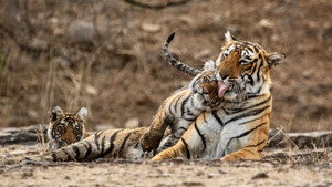 Poster for Legendary Tigers of India