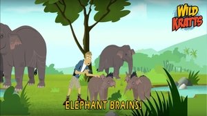 Poster for Elephant Brains
