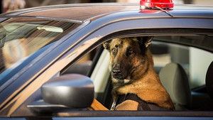 Poster for Contains Graphic Designer Violence