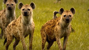 Poster for Episode 5