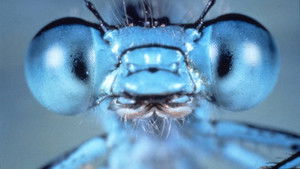 Poster for Valery Gergiev