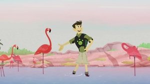 Poster for Mystery of the Flamingo's Pink