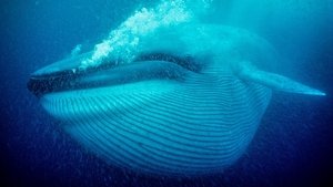 Poster for Nature's Biggest Beasts