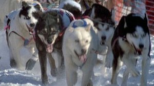 Poster for Sled Dogs: An Alaskan Epic