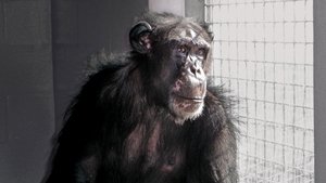 Poster for Chimpanzees: an Unnatural History