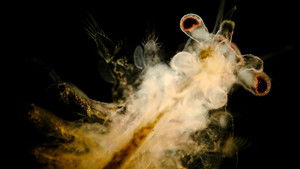 Poster for The Dark History of Sea Monkeys