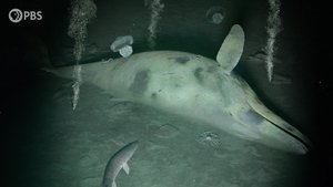 Poster for How Ancient Whales May Have Changed the Deep Ocean