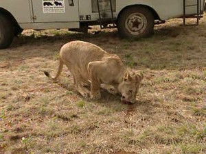 Poster for Houston, We Have An Elephant