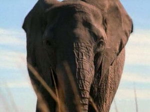 Poster for I've Been Wanting a Face-Lift for a Long Time