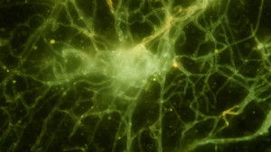 Poster for What Is Mold and Why Does It Love Bread?