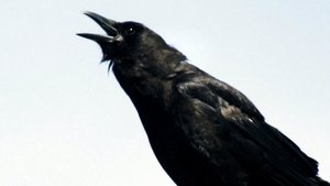 Poster for A Murder of Crows