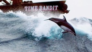 Poster for The Purpose of Porpoises