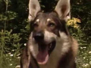 Poster for Dragonslayer