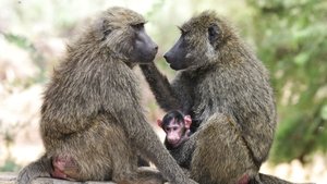 Poster for Inside the Animal Mind Part Three: Animal Consciousness