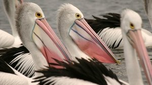 Poster for Outback Pelicans