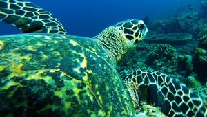 Poster for Wet Poster for Wet