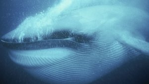 Poster for Ocean Giants: Voices of the Sea