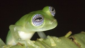 Poster for Frogs: The Thin Green Line