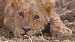 Poster for Brothers in Arms