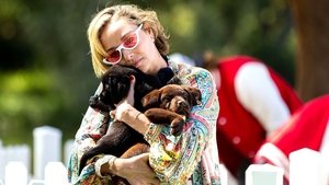 Poster for Puppy Video