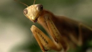 Poster for Aliens and Insects