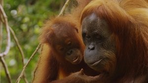 Poster for The Last Orangutan Eden