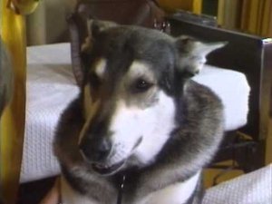 Poster for The Pied Piper