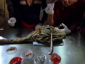 Poster for Flora or Fauna