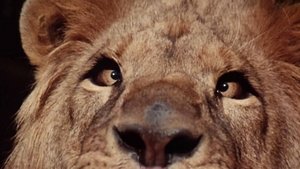 Poster for Clarence, The Cross-Eyed Lion