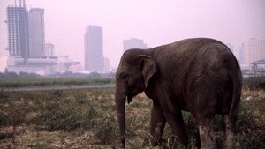 Poster for The Urban Elephant