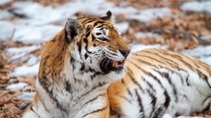 Poster for Siberian Tiger Quest