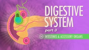 Poster for Digestive System, Part 3